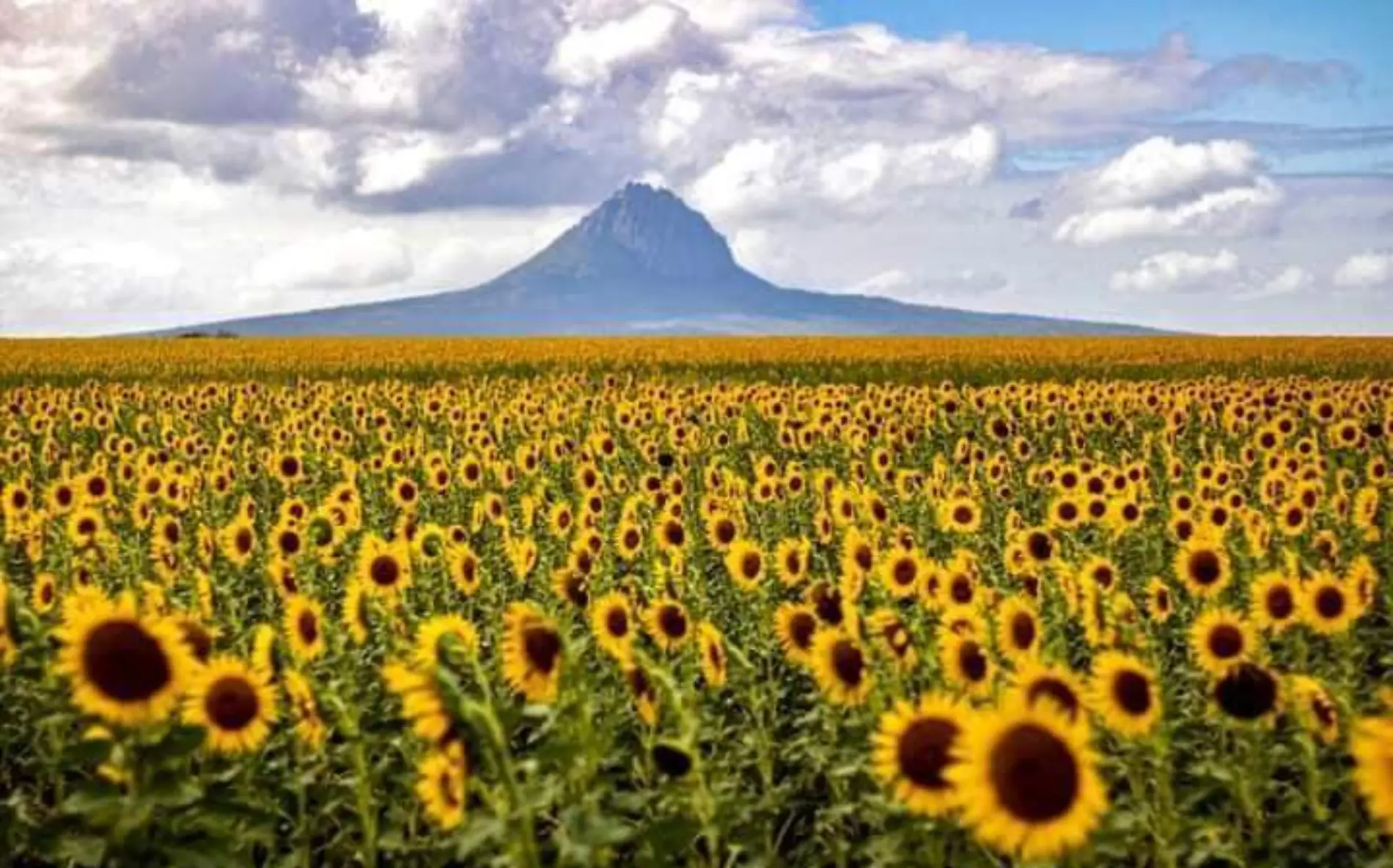 Se abre tercer campo de girasoles en Tamaulipas 